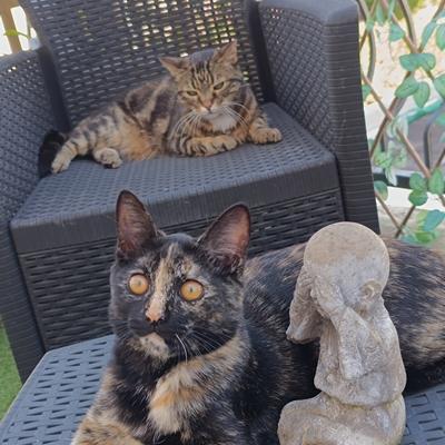 Les chats